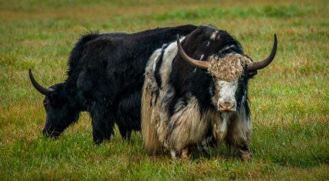 Two Alaska Yaks In “Circle F Ranch”, Wrangell-St Elias National Park , AK
