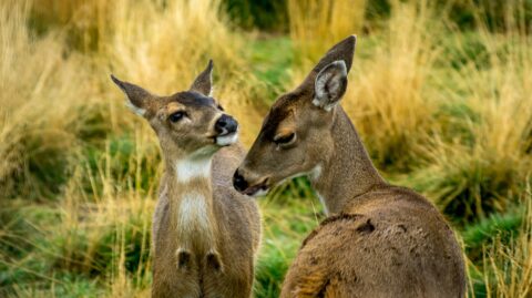 Two Sitka-Black Tail Deers, AK