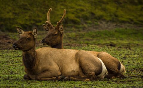 Two Young Elks, AK