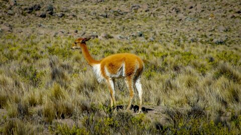 Vicuna On the High Plains Near Arequipa, Peru