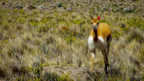 Vicuna On The High Plains Near Arequipa, Peru
