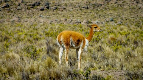 Vicuna Posing On The High Plains Near Arequipa, Peru