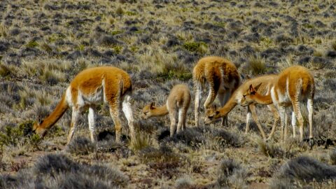 Vicunas Family On The High Plains Near Arequipa, Peru
