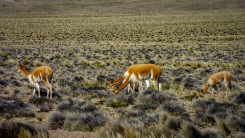 Vicunas Grazing On The High Plains Near Arequipa, Peru