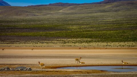 Vicunas Near The Water On the High Plains Near Arequipa, Peru