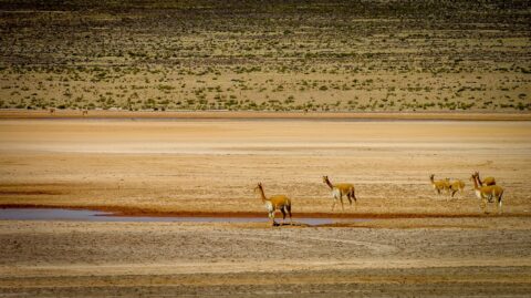 Vicunas Near The Water On the High Plains Near Arequipa, Peru