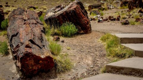Walking By Petrified Wood In  Petrified Forest National Park, AZ
