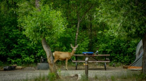 What’s For Dinner? Black Canyon Of The Gunnison National Park, CO