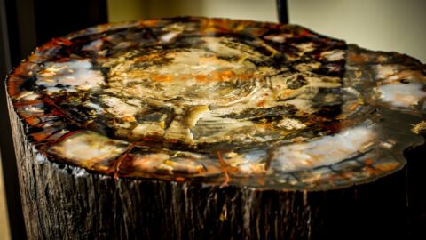 When Polished Petrified Wood Looks Fantastic, Petrified Forest National Park, AZ