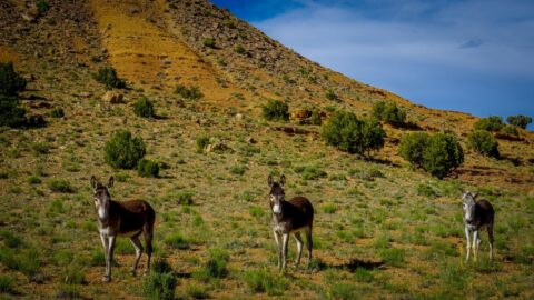 Wild Burros in San Rafael Swell, UT