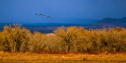 Winter Scenery In Bosque Del Apache, NM