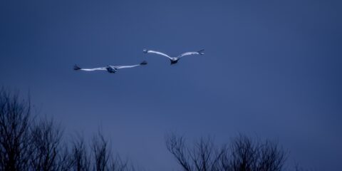 Winter Season Flight Of Cranes In Bosque Del Apache, NM