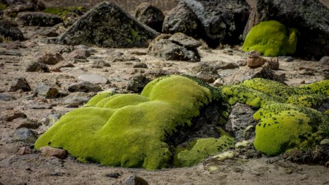 Yareta Looks Soft As Moss, But It Is Hard Like Coral, High In Andes Near Chivay, Peru