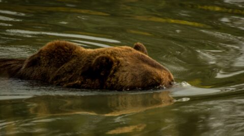 You Don’t See Me, Giant Brown Bear Snorkeling Through Lake, AK