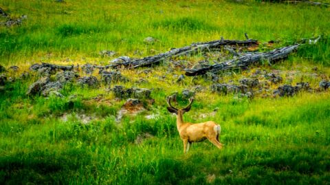 Young Elk Smells Danger, Yellowstone National Park, WY