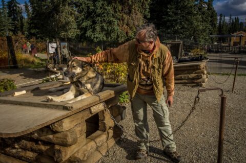 rrasha Petting Venture, Big Sled Dog, In Denali National Park, AK