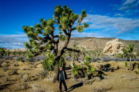 rrasha in Joshua Tree National Park, CA