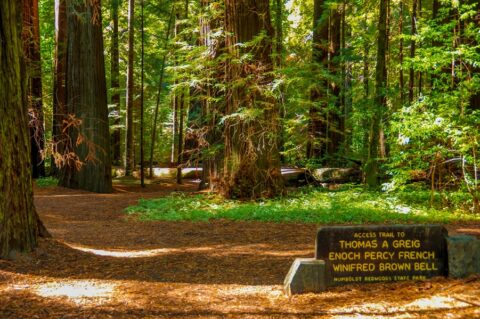 Access To Trailhead In Humboldt State Park, CA