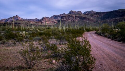 Ajo Mountain Road Towards Diablo Mountains In Pipe Organ Cactus National Monument, AZ