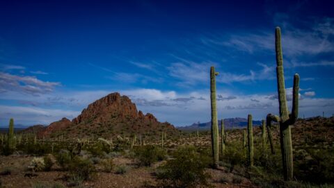 Along Scenic Dripping Spring Trail In Organ Pipe Cactus National Monument, AZ