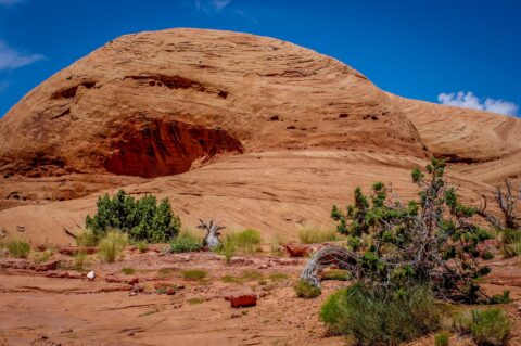 Along The Trail, Not Far Away From Poison Spider Trailhead, Moab, UT