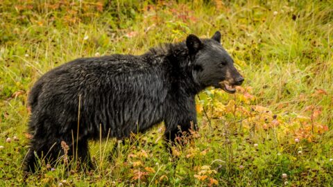 Another Black Bear Along Alaska Highway In Northern BC