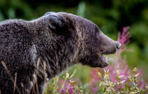 Another Warning Roar Of Grizzly Bear On Alaska Highway, Kluane National Park And Reserve, YT