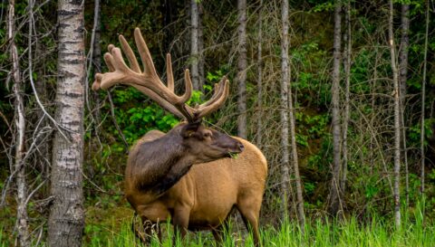 Big Elk Holding Toothpick After Breakfast in Jasper National Park, AB
