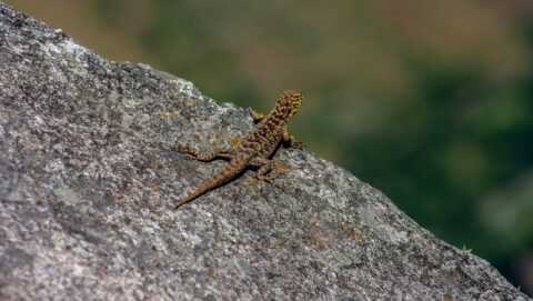 Lizard At The Edge Of The World, Top of Wayna Picchu, Machu Picchu, Peru
