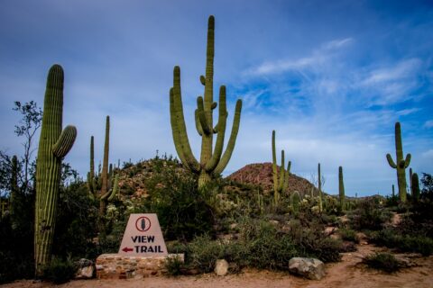 At View Trail In West Saguaro National Park, Tucson, AZ