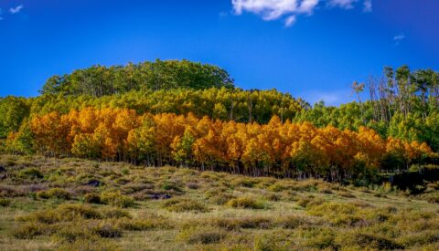 Autumn Colors Along Scenic Byway 12, UT