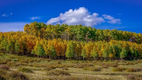 Autumn Colors Along Scenic Byway 12, UT