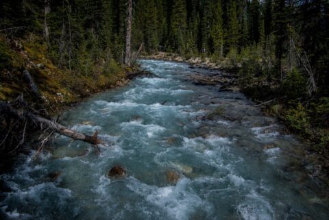 Beautiful Water Stream Near Laughing Falls Campground, Yoho National Park, BC