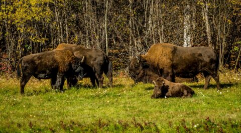 Big And Small Bison Along Alaska Highway, Northern BC