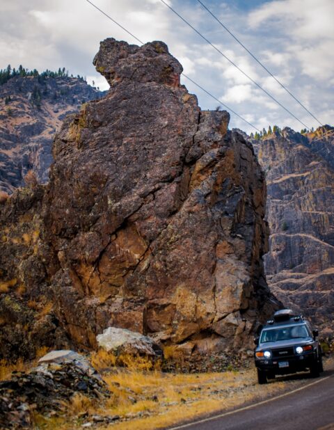 Big Bear On The Side Of The Road Through  Hells Canyon, ID