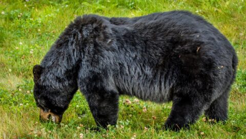 Big Black Bear Eating Grass Along Alaska Highway, Northern BC