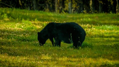 Big Black Bear Grazing In The Grass Along Alaska Highway, Northern BC