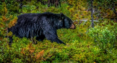 Big Black Bear In Jasper National Park, AB