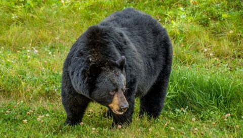 Big Black Bear Is Looking At Bison On The Other Side Of Alaska Highway, Northern C