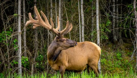 Big Elk Is Taking Breakfast in Jasper National Park, AB