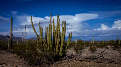 Big Organ Pipe Cactus in Organ Pipe Cactus National Monument, AZ