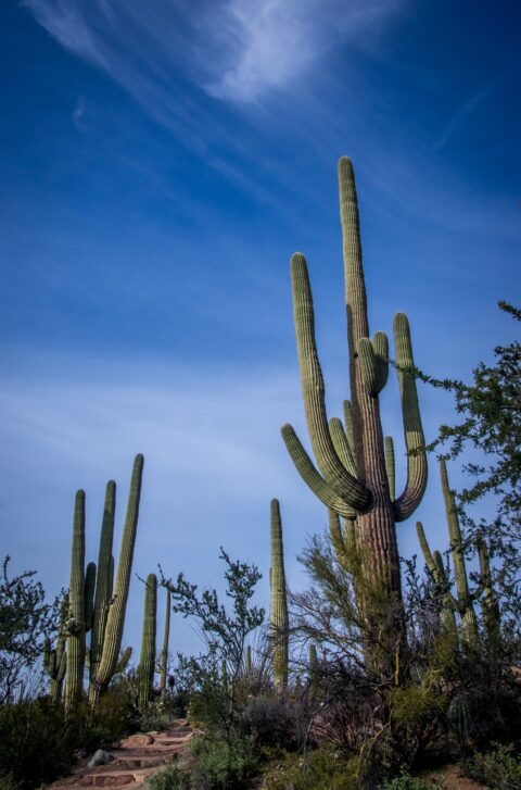 Big Saguaro Cacti Aiming Towards Sky In West Saguaro National Park, Tucson, AZ