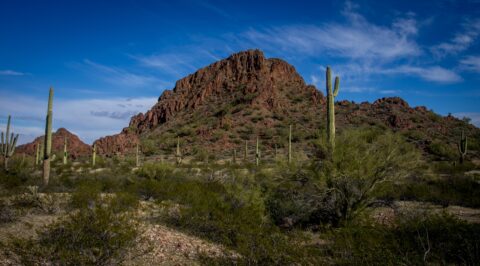 Big Saguaro Cacti Along Dripping Spring Trail In Organ Pipe Cactus National Monument, AZ