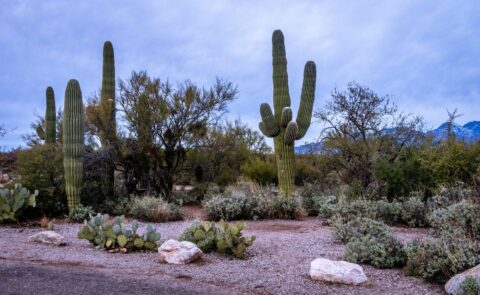 Big Saguaro Cacti In East Saguaro National Park, Tucson, AZ