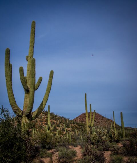 Big Saguaro Cacti Point At Sky While Airplane Is Flying Above West Saguaro National Park, Tucson, AZ