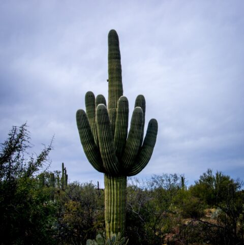 Big Saguaro Cactus In East Saguaro National Park, Tucson, AZ