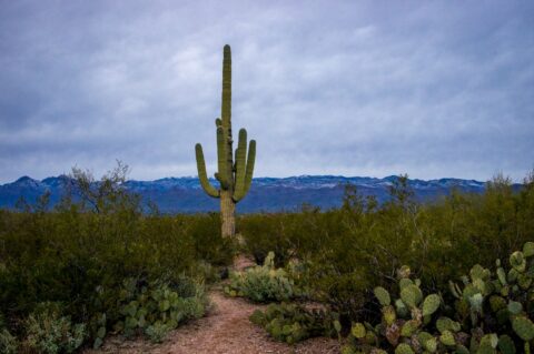 Big Saguaro Cactus In Front Of Mica Mountain, East Saguaro National Park, Tucson, AZ