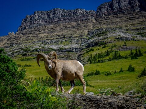 Bighorn Along The Highline Trail, Glacier National Park, MT