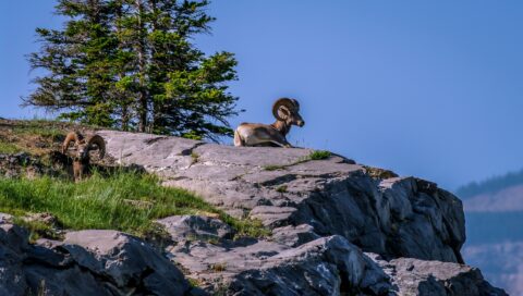 Bighorn Sheep High On The Cliff in Jasper National Park, AB
