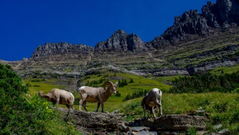 Bighorns In Glacier National Park, MT